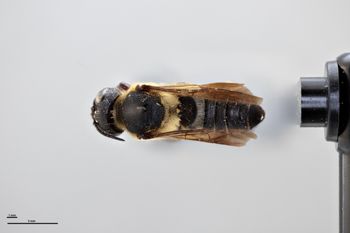 Media type: image;   Entomology 791077 Aspect: habitus dorsal view